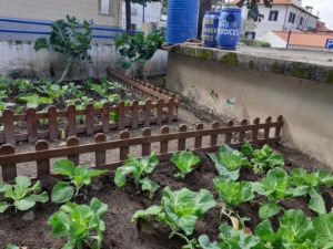 "A Horta da Mafaldinha", com couves plantadas